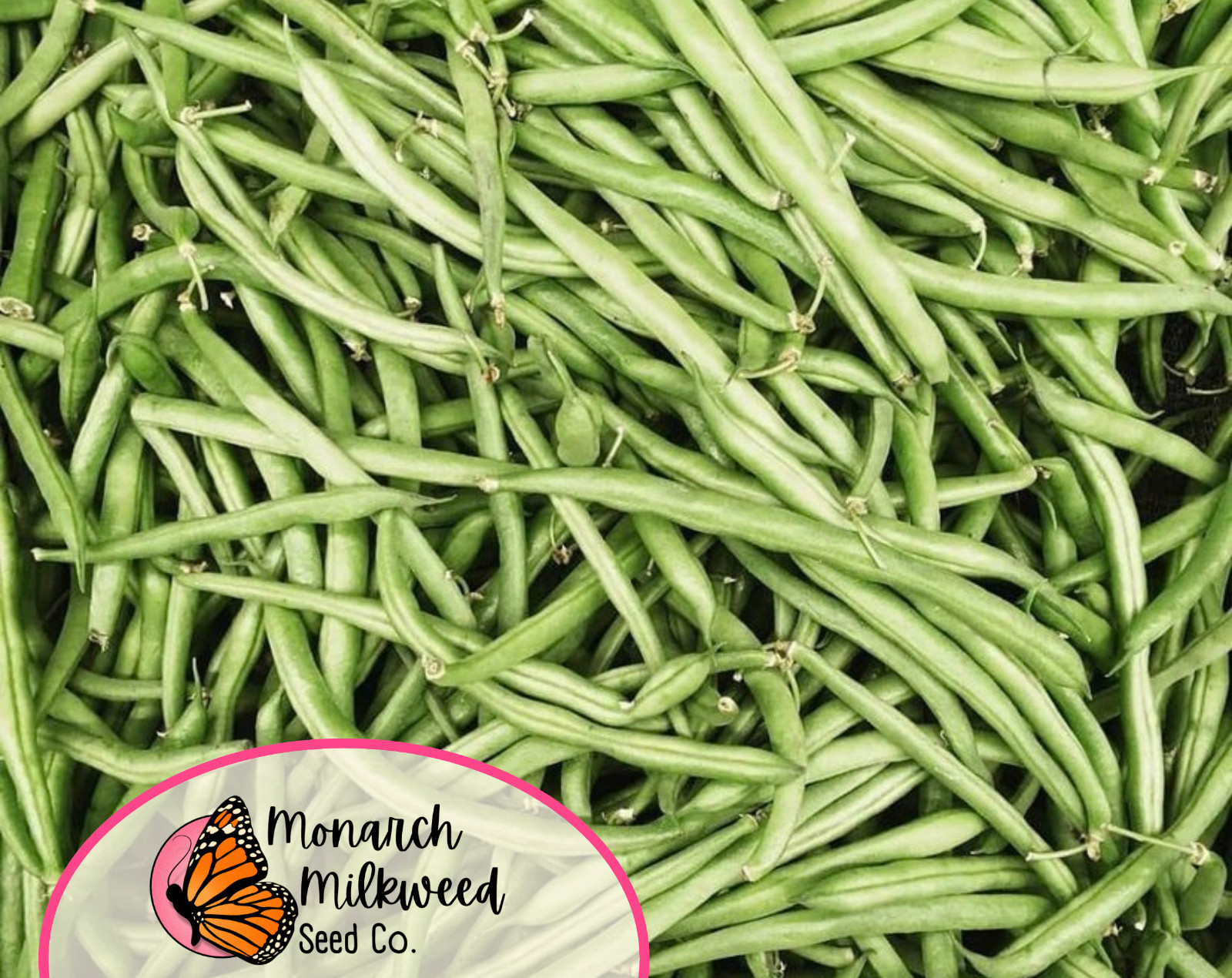 30+ Bush Bean Seeds ‘Harvester’ | Heirloom, Non-GMO, Vegetable Gardening Seed