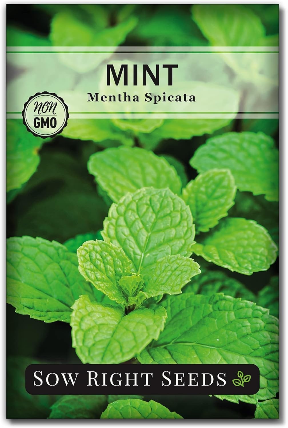 Non-GMO Mint Seeds for Indoor & Outdoor Herb Gardens – Easy to Grow