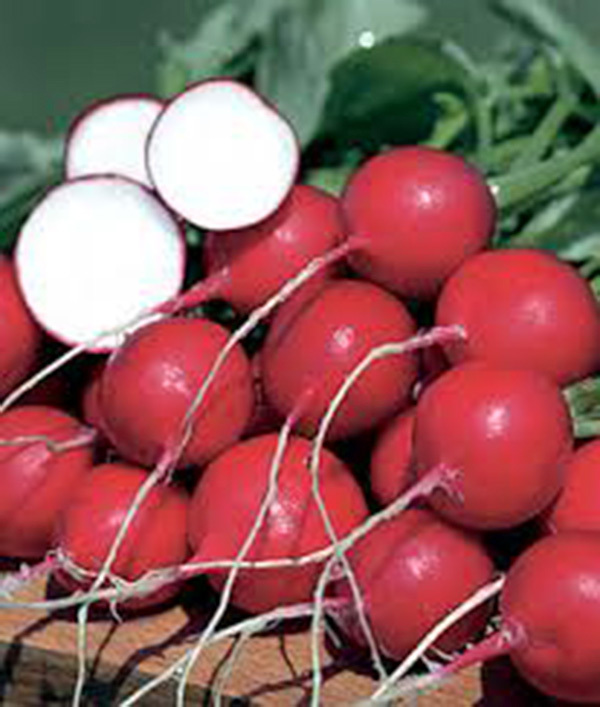 RADISH, CHAMPION, HEIRLOOM, ORGANICLY GROWN 50+ SEEDS, PERFECT SALAD RADISH
