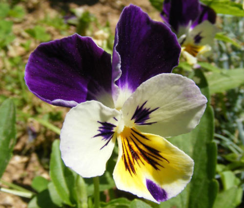 500 VIOLA Flower Seeds JOHNNY JUMP UP Helen Mount Tricolor Flower