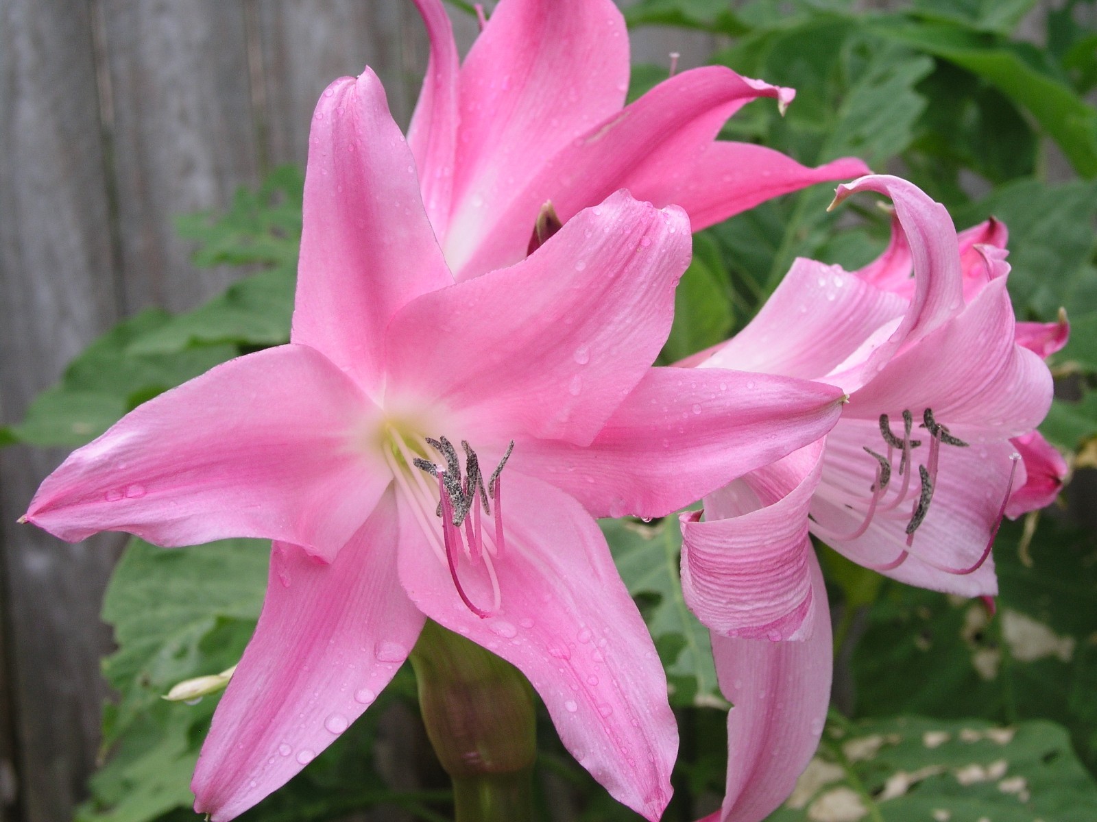 Crinum Lily, Worsleyi, medium-size bulb, NEW