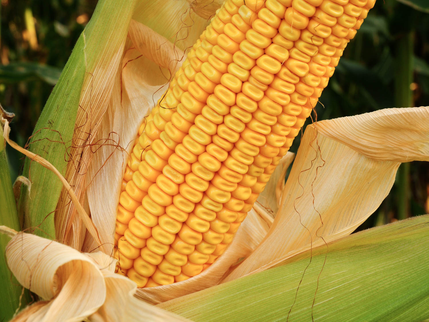 20lbs Dent Field Yellow Corn Seeds for Planting or Feed
