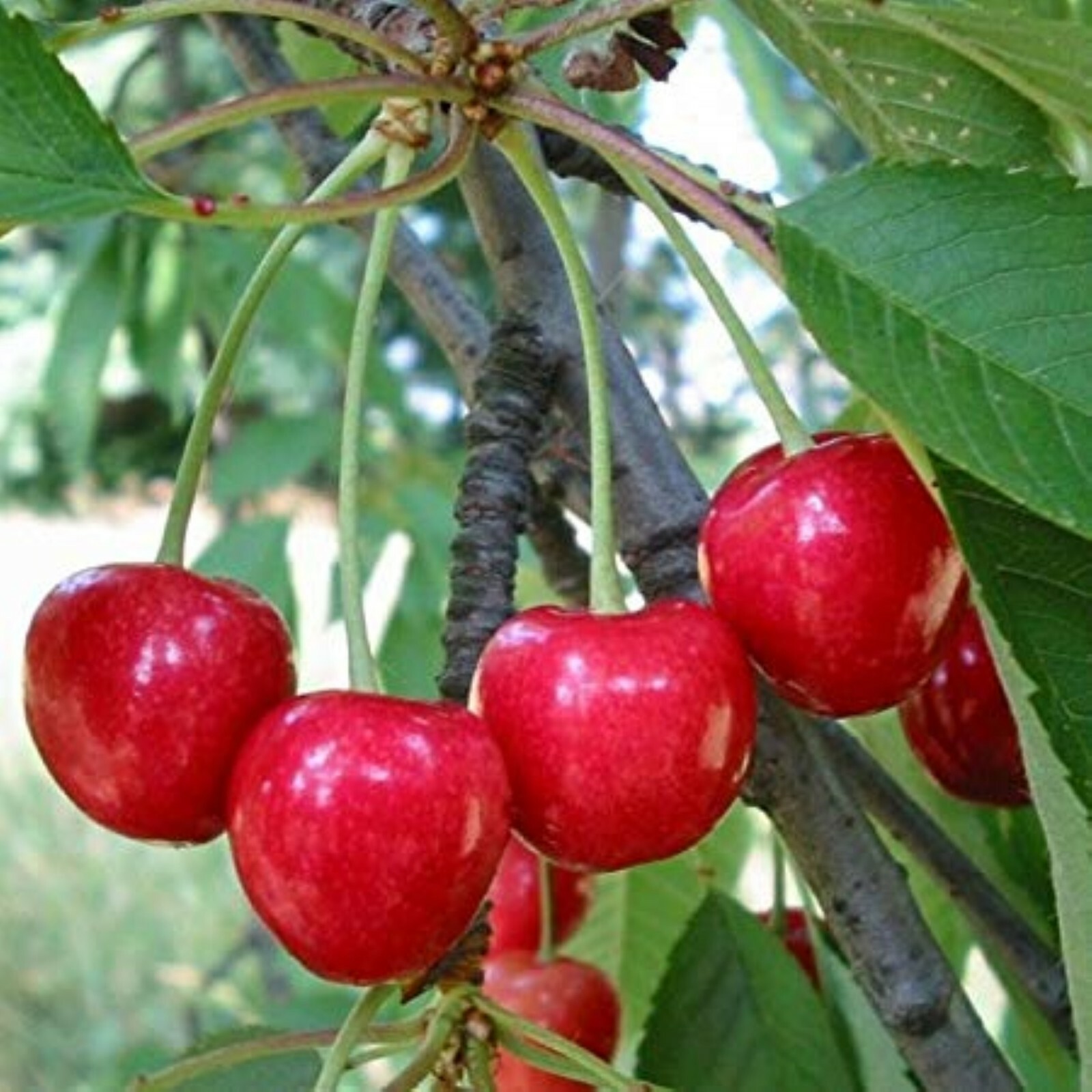 Prunus Avium (Wild Sweet Cherry) 1-2 year old plant rooted, bare root