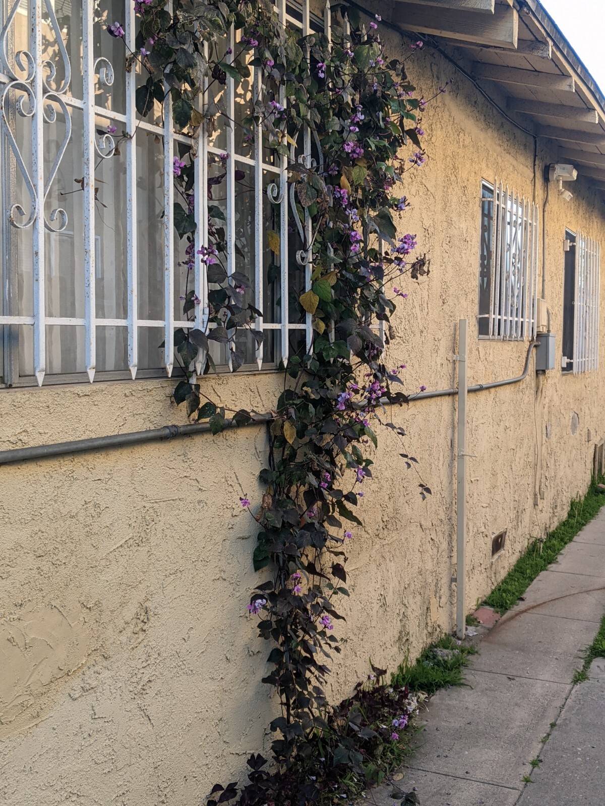 Purple Hyacinth Bean (20+ SEEDS) Lablab purpureus – 2024 Crop – Grown In USA