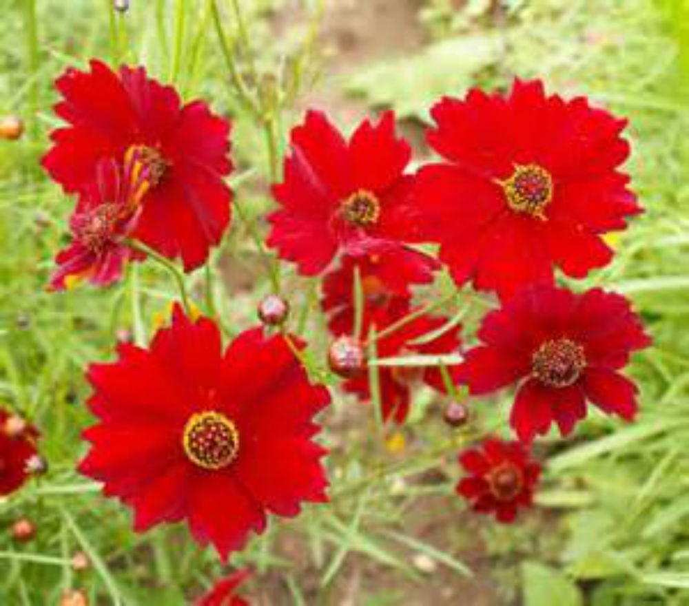 Red Dwarf Coreopsis Seeds! WOW! Free Gift & Combined S/H! SEE OUR STORE!