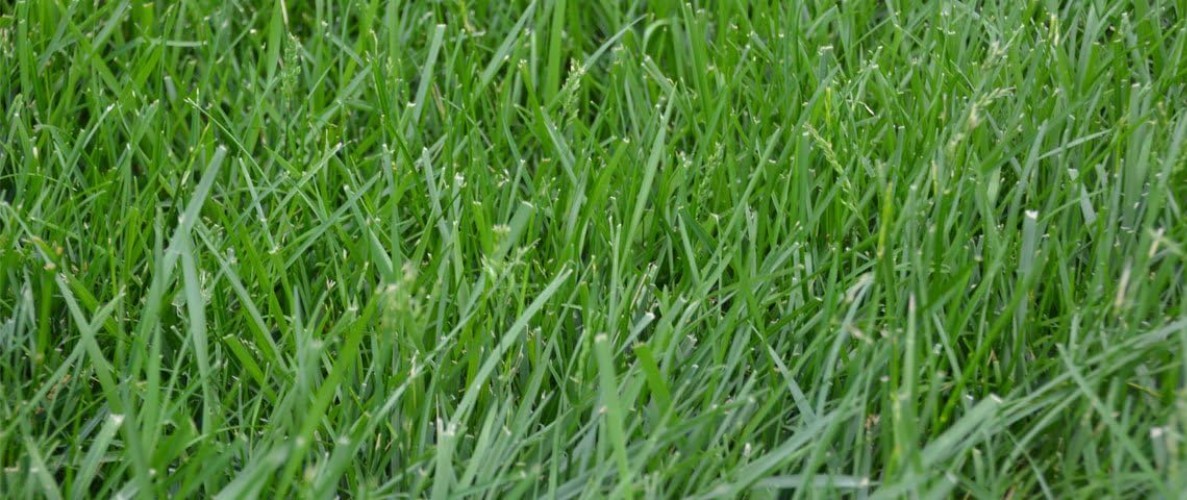 Durable Kentucky 31 Tall Fescue Grass Seed – For Heavy Traffic Areas 3lbs