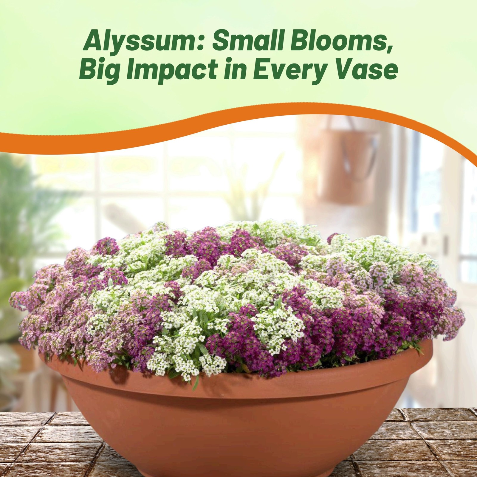 Wonderland Mulberry Mix Alyssum Seeds – 1000 Pcs Annual, Drought-Tolerant & E…