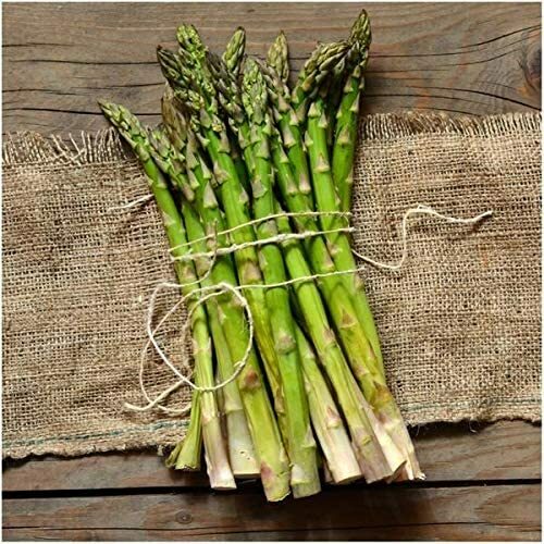 100 Mary Washington Asparagus Seeds Non-GMO Fresh Garden Seeds for Planting