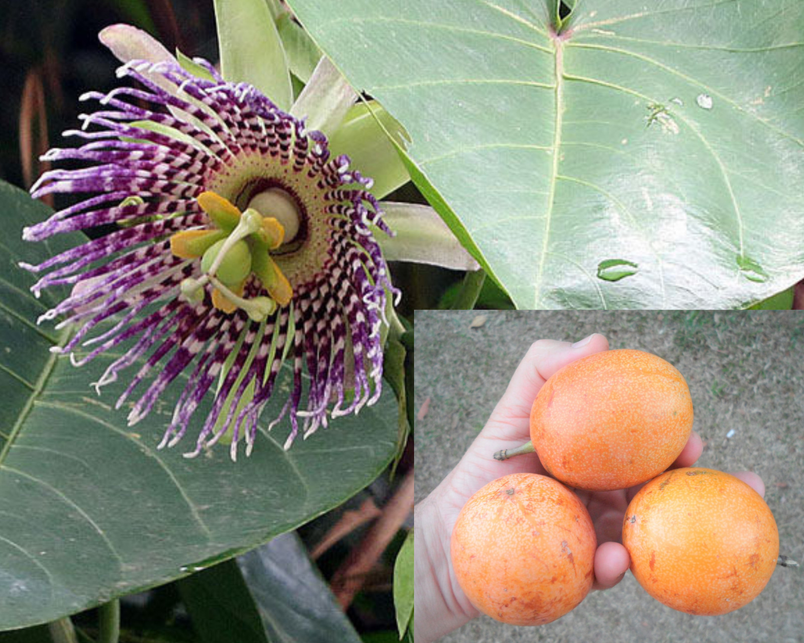 Passiflora Ligularis 10 Seeds, Sweet Sugar Passion Fruit Granadilla or Grenadia