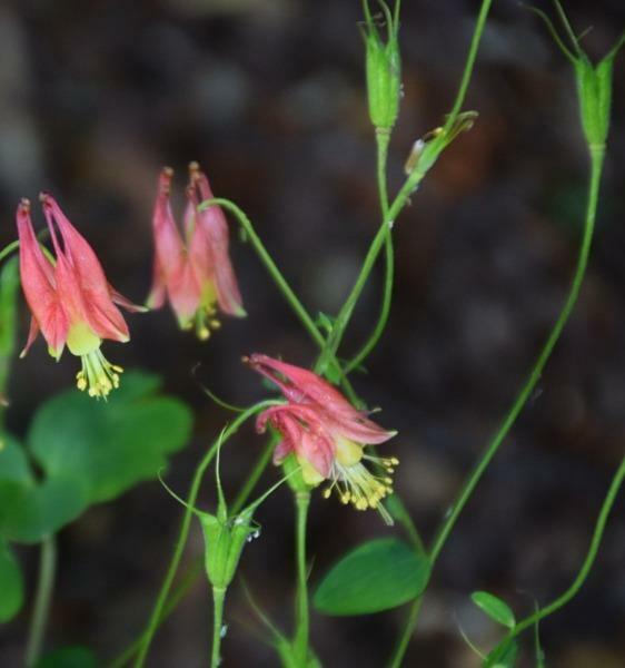 Aquilegia canadensis | Canadian or Wild Columbine | 50 Seeds