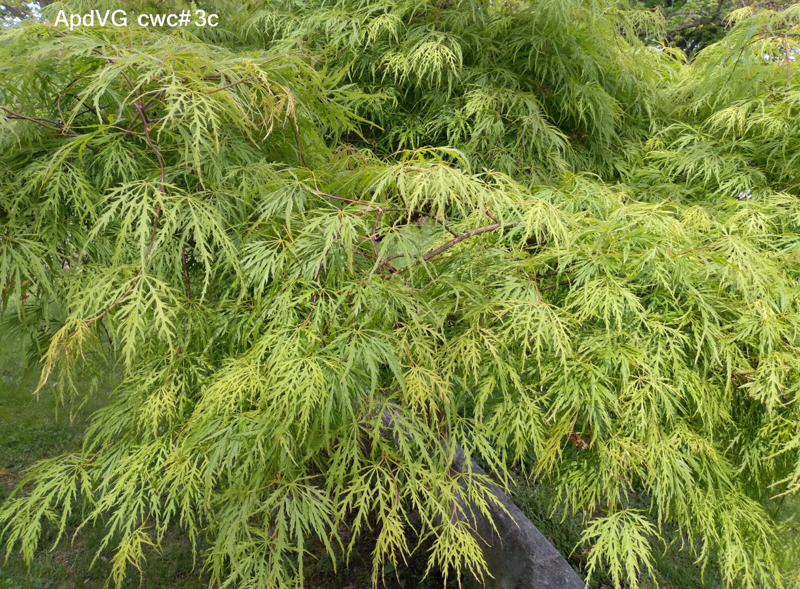 SEEDS Japan Maple Weeping Green Laceleaf, A. palmatum dissectum ‘Viridis’ 15 ea