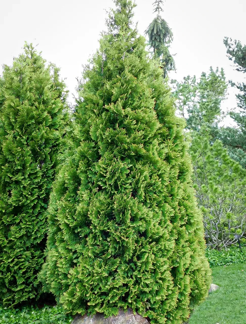 50+ Seeds American Arborvitae, White cedar, Thuja occidentalis Evergreen