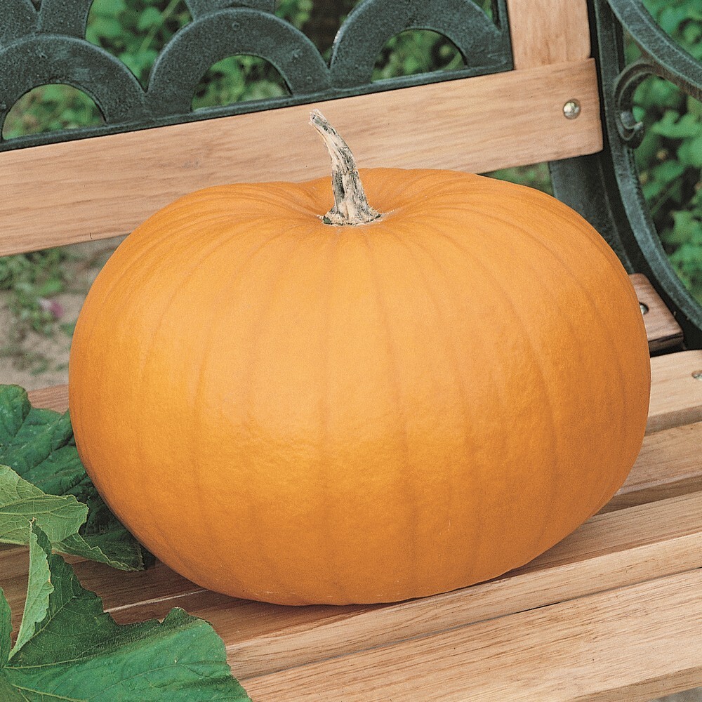 Connecticut Field Pumpkin 10 Seeds, Traditional Pumpkin, Halloween, Pie,