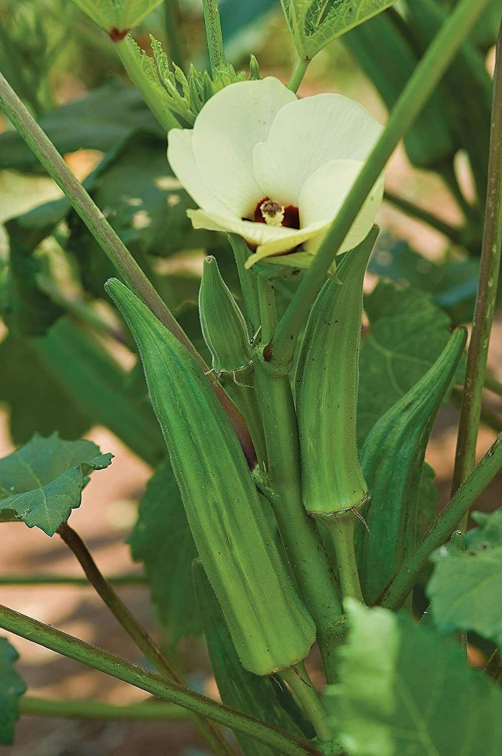 250 Spineless Okra Seeds to Grow Made in USA Ships from Iowa