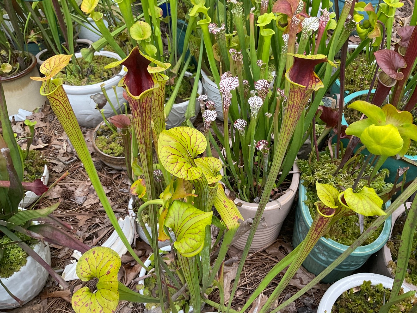 Sarracenia Pitcher Plant Seeds-100+ Maxsea Plant Food