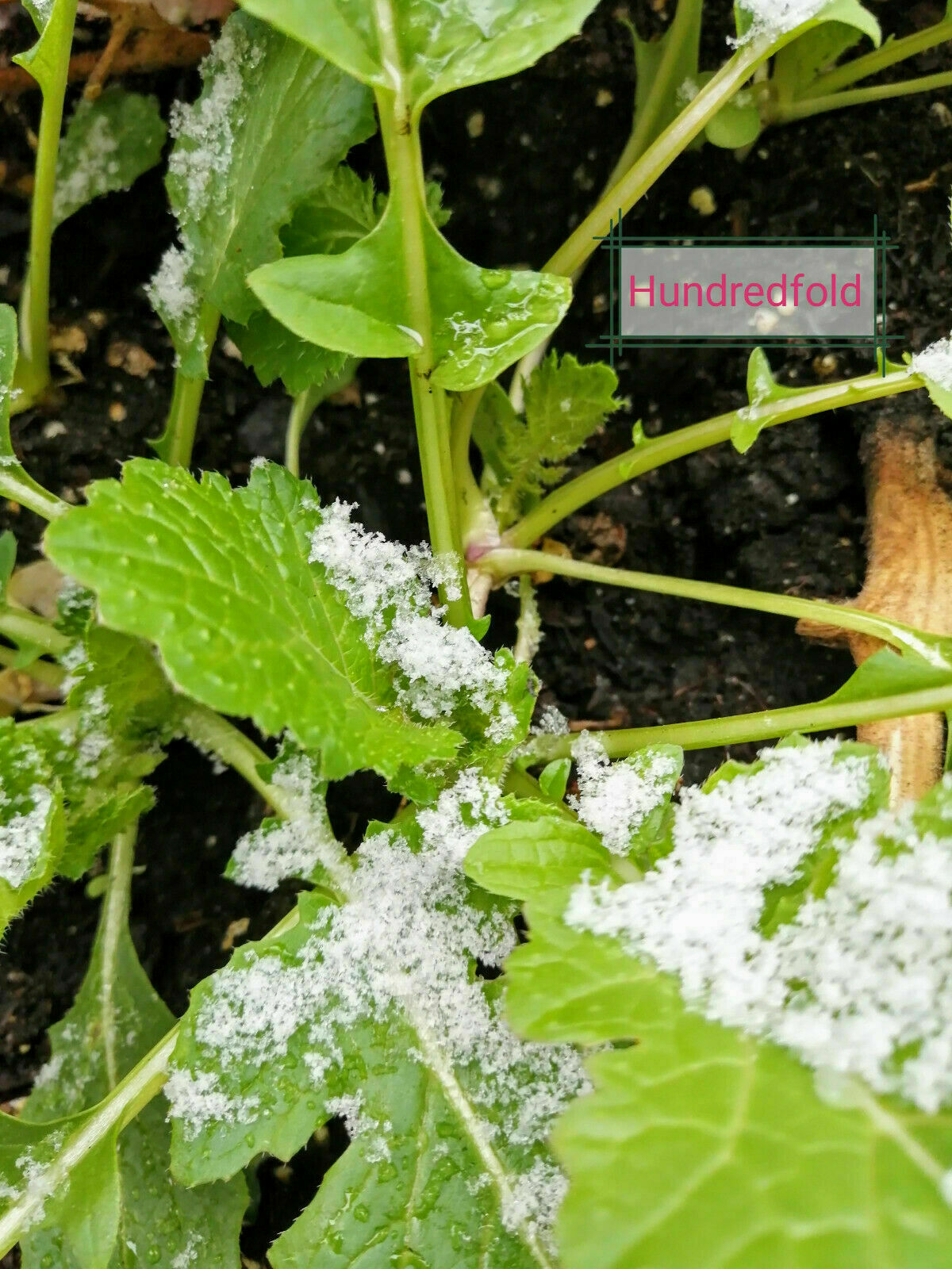 Purple Top White Globe Turnip 1000 Vegetable Seeds Brassica rapa Survival Garden