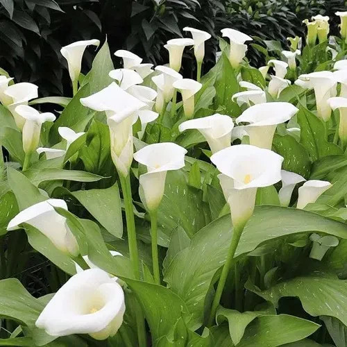 4 Calla Lily Flower Bulbs Majestic Red & White Mix Wedding Flowers Garden Plants