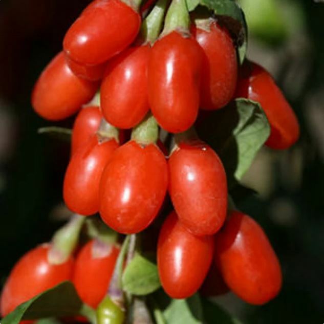 100 Large Goji Berry Seeds ~Lycium barbarum~ Wolfberry
