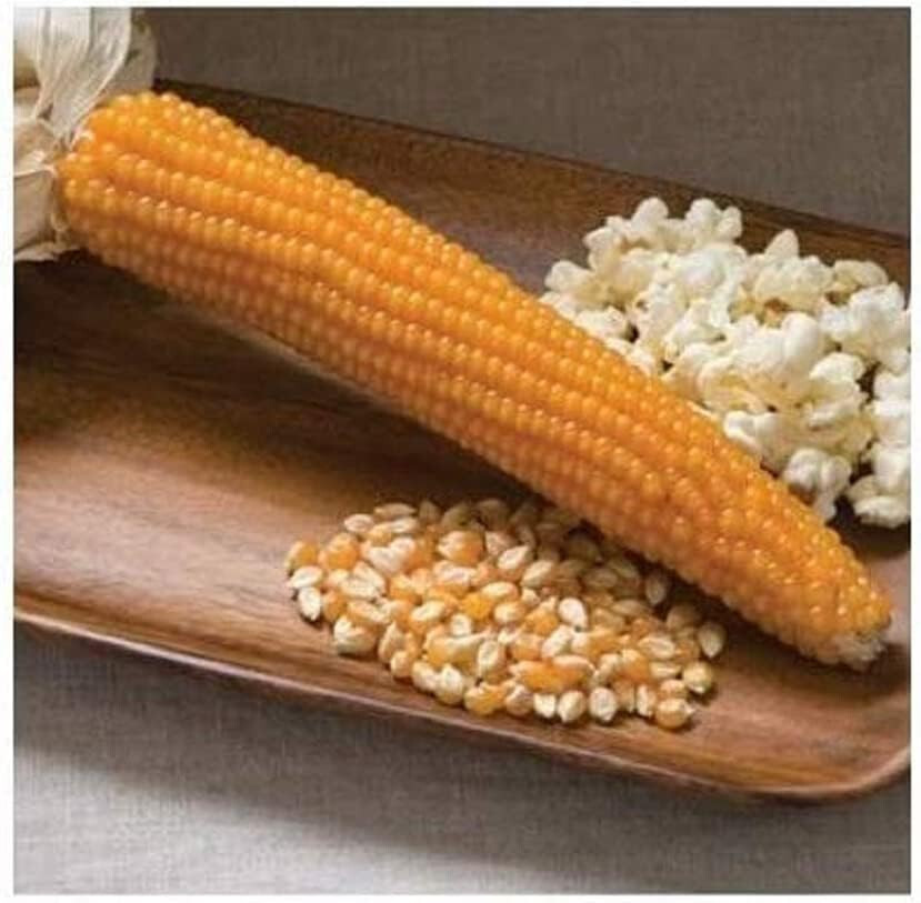 Yellow Popcorn Seeds (100 seeds) ORGANIC