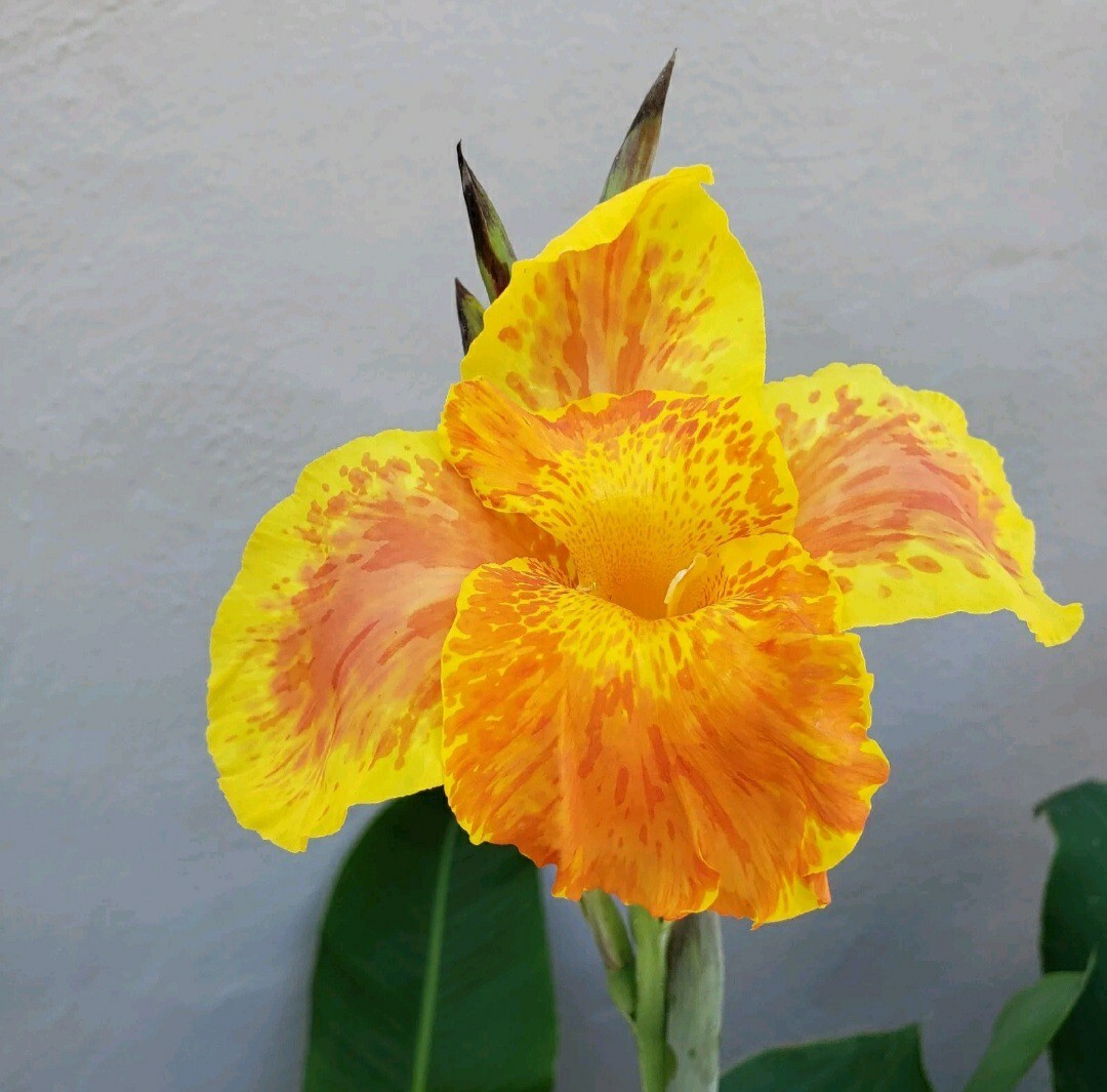 Canna Lily King Humbert Rhizome Bulb Starter Plant Bare Root