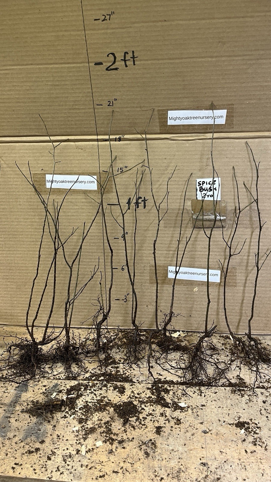 2 yo 12-18″ tall Northern Spicebush plant (Lindera Benzoin) bare root