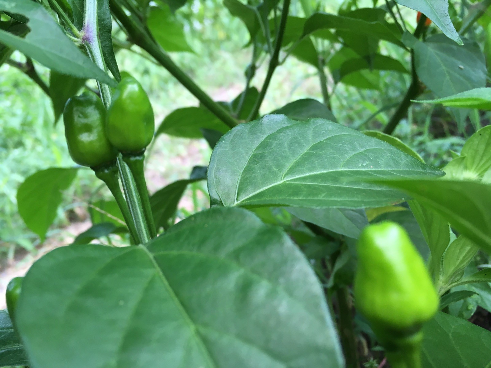 15 CHILTEPIN BIRDS EYE – BIRD PEPPER SEEDS RARE HOT 2024 – PRODUCTIVE PLANTS !!