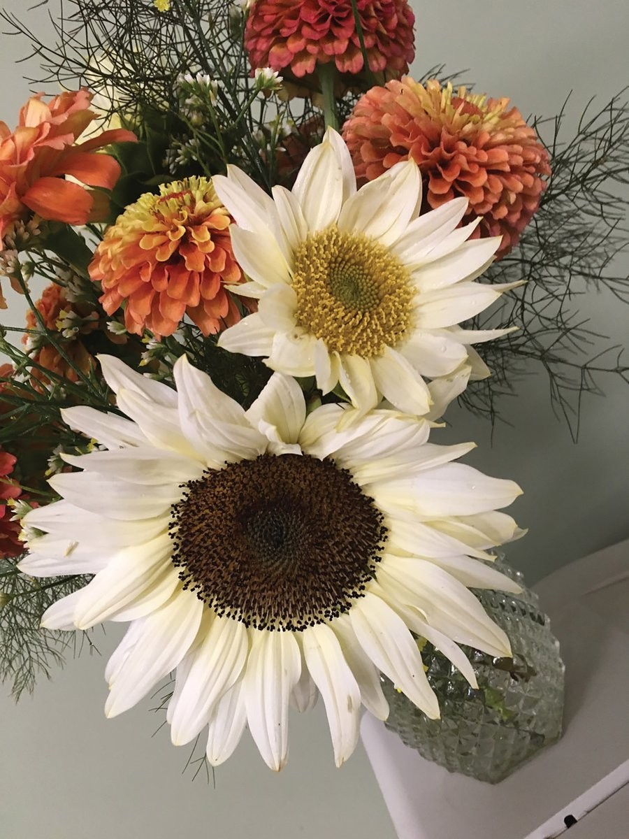 20 ProCut WHITE NITE SUNFLOWER SEEDS, Annual, Non GMO, Unique White Color
