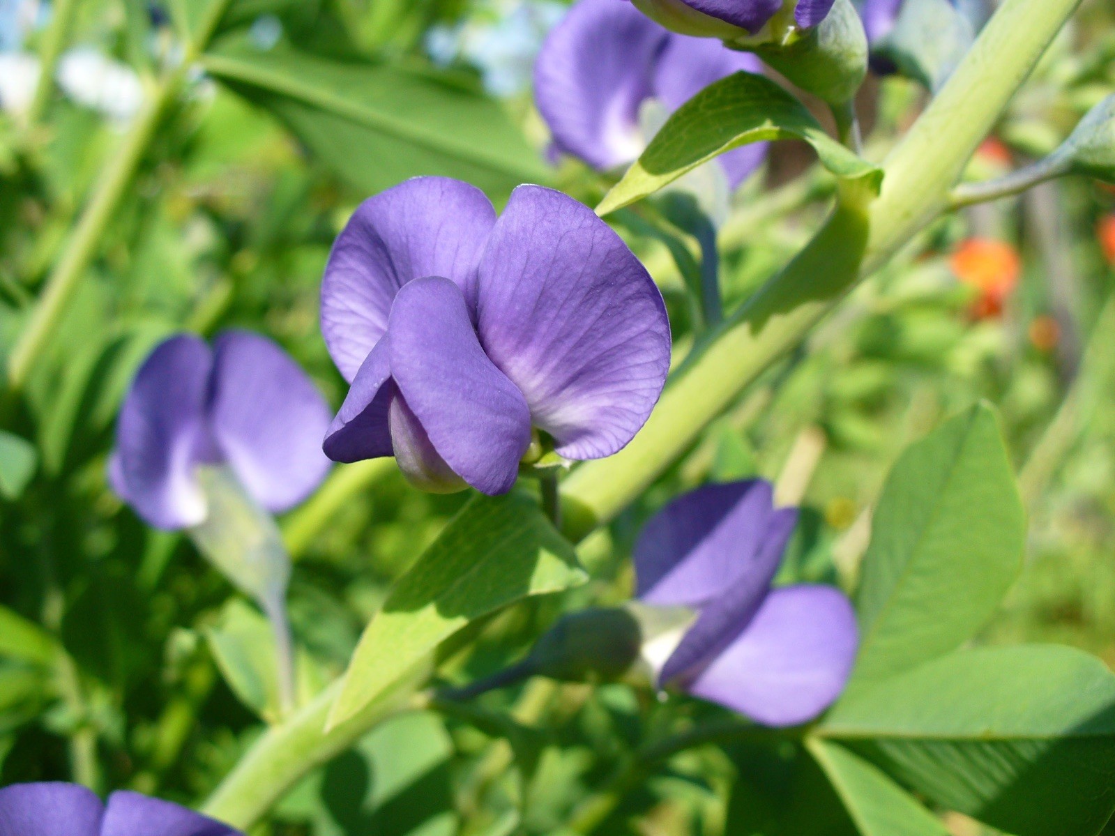 Baptisia australis 100 Seeds – False Indigo