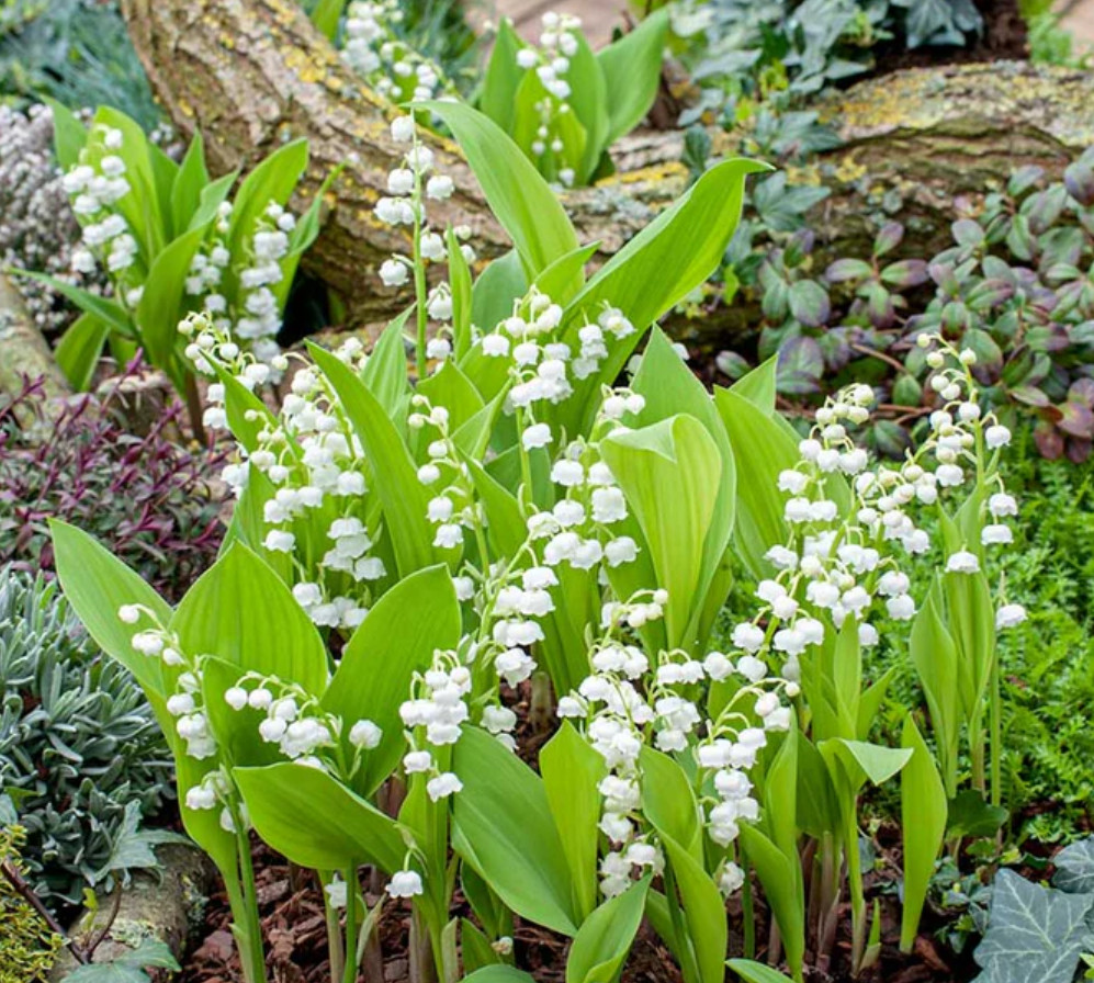 Lily of the Valley – 20 Fresh Roots – Ready for Planting – No Shipping AK,HI,PR