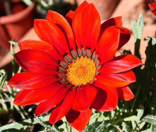 GAZANIA KISS FROSTY RED Gazania Rigens – 200 Bulk Seeds