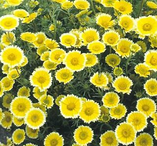 Layia Tidy Tips 1,000 seeds
