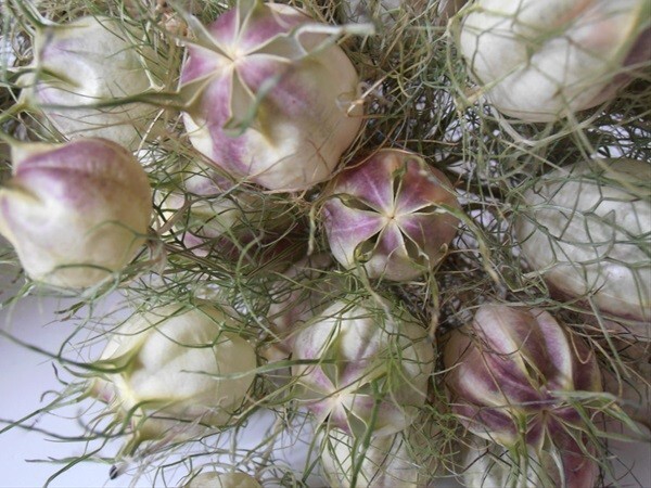 50+ Nigella Love-in-a-mist Mix seeds