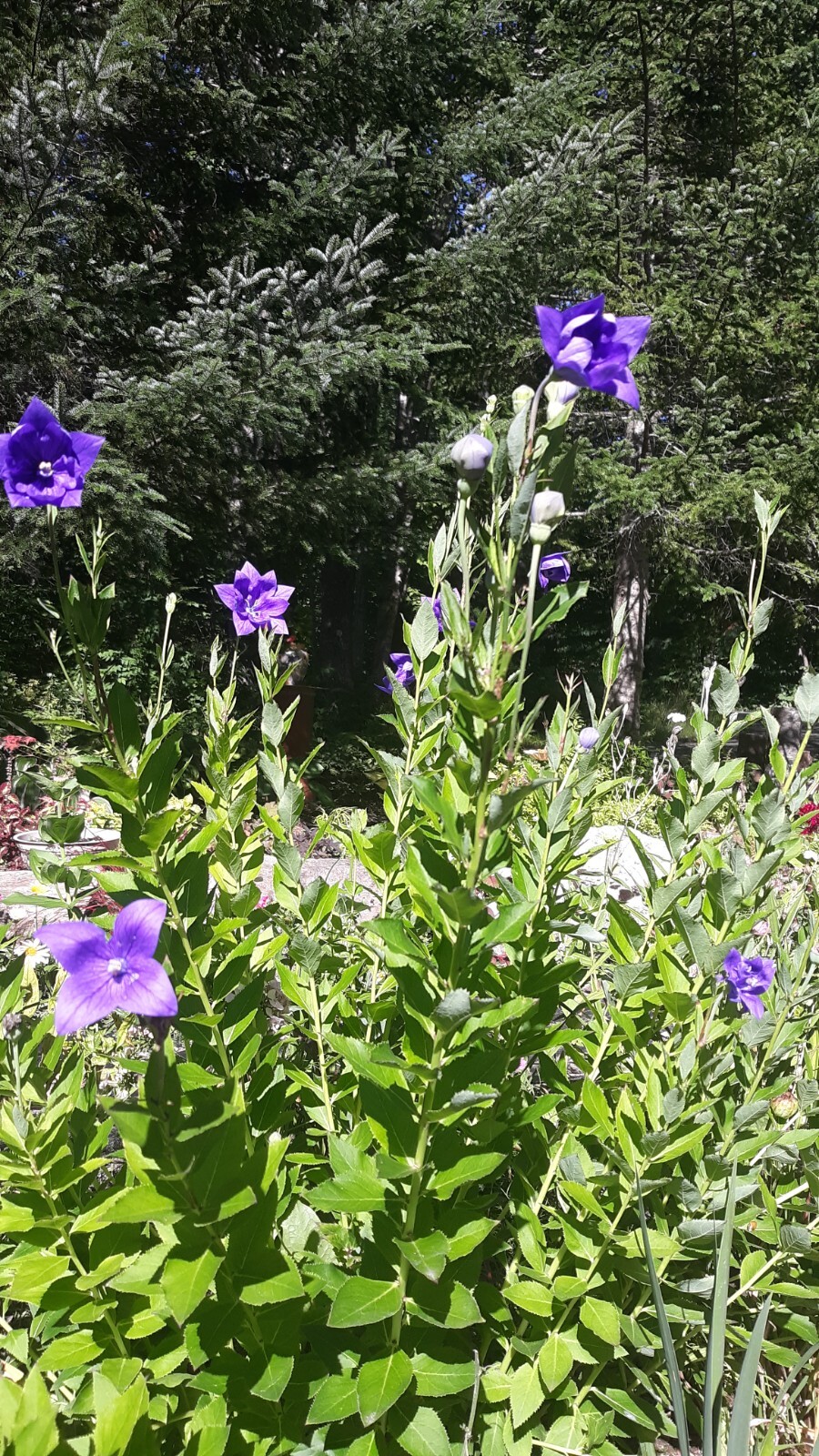 Platycodon grandiflorus, Balloon flower mix 35+ perennial seed
