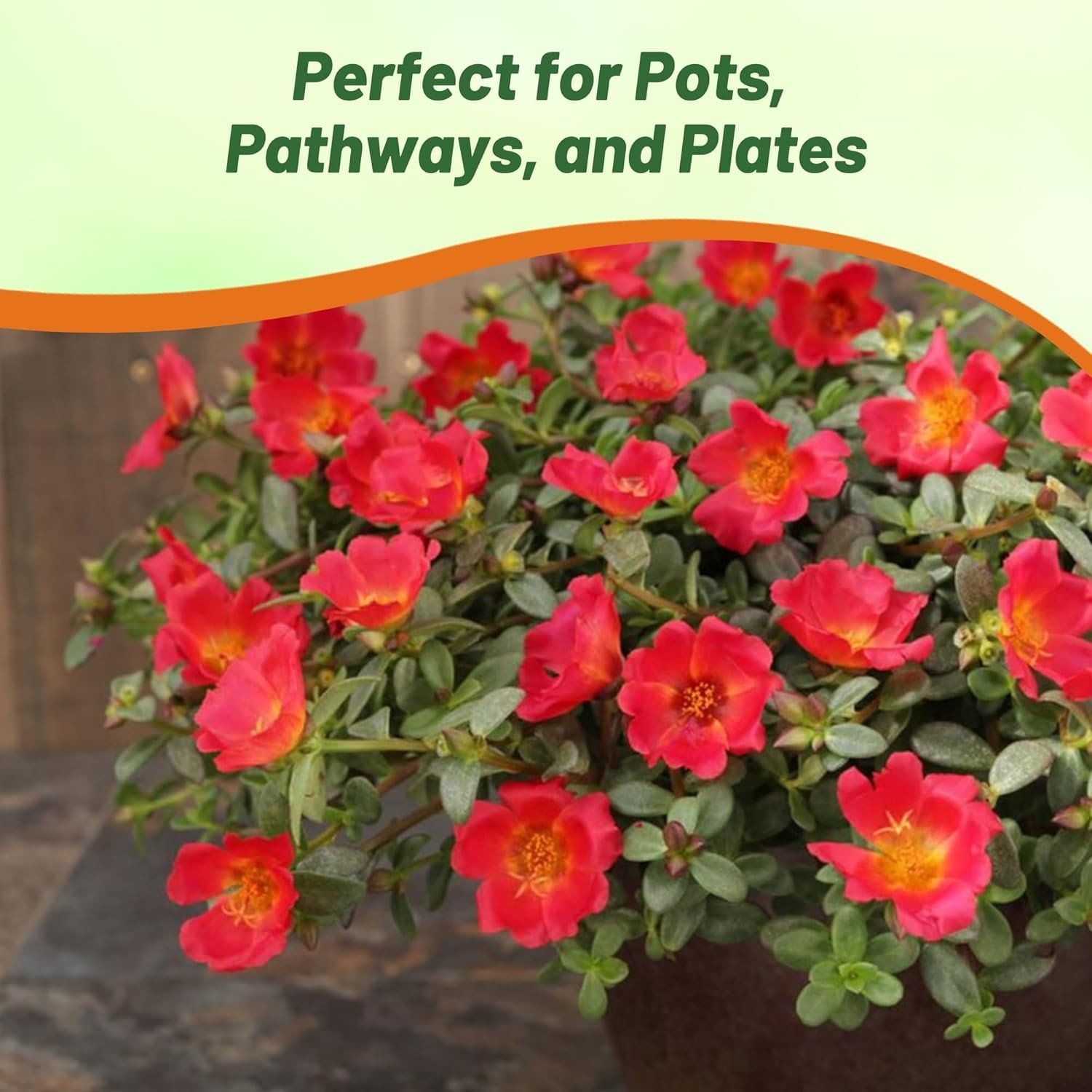 100 Seeds Drought Tolerant Portulaca Oleracea Toucan Scarlet Shades Herb Seeds