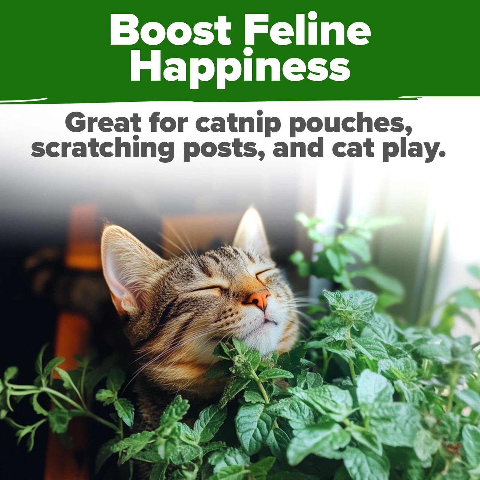 Non GMO Catnip Seeds Bulk Pack Heirloom Herb 2,116 Seeds Indoor or Outdoor S…