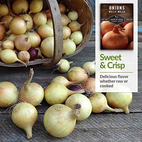 Walla Walla Sweet Onion Seeds for Planting – Long Day Yellow Sweet Onions 2