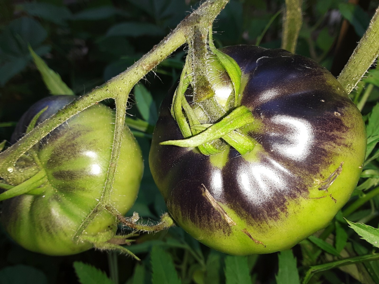 50 Rare Black Large Tomato Seeds.US grown seeds.