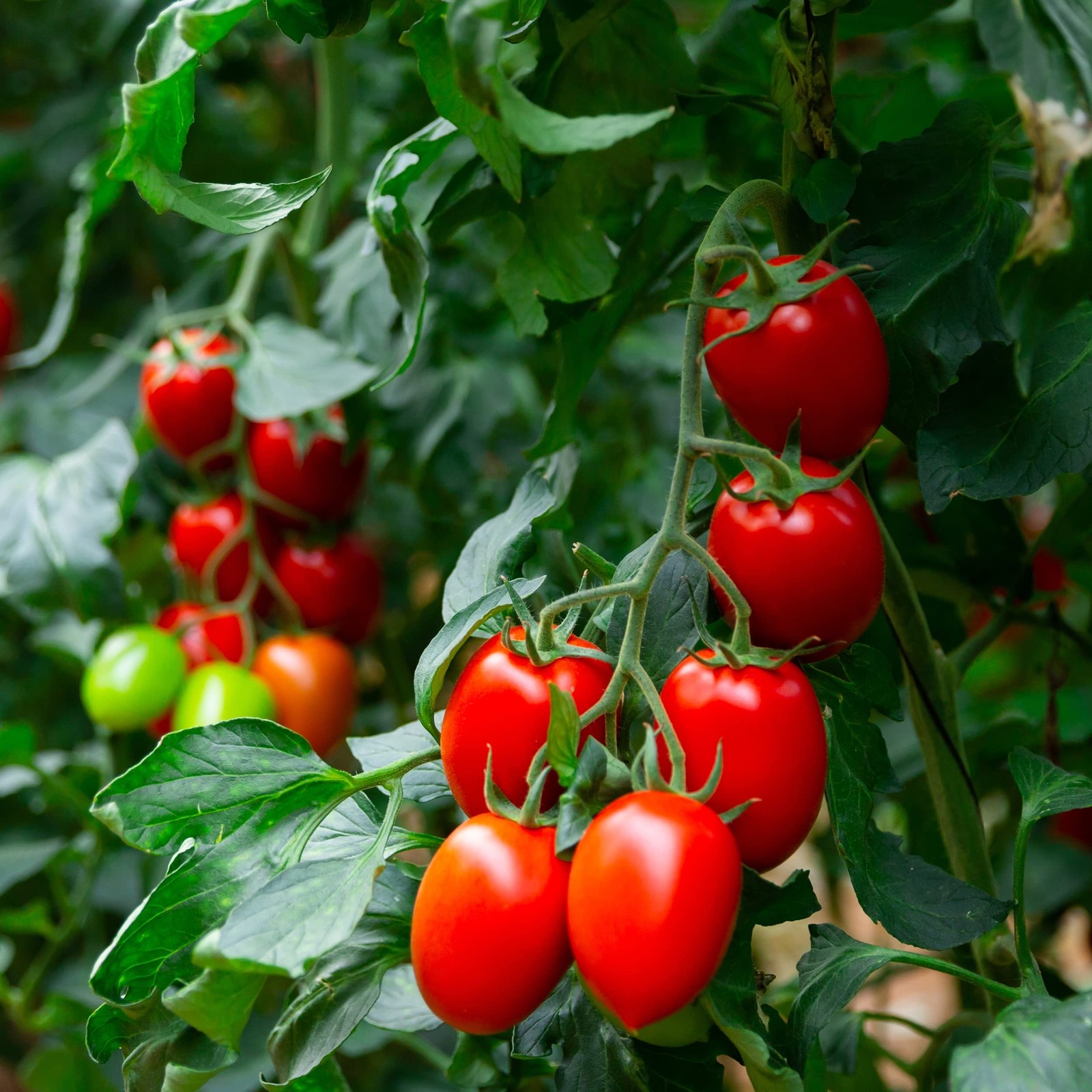 Organic Tomato Seeds Roma Approx 75 Seeds USDA Organic, NonGMO, Open Pollin…