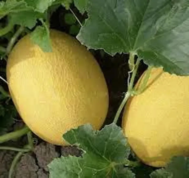 10 Golden Hami Melon Seeds. Organic. USA Seeds. Ships free