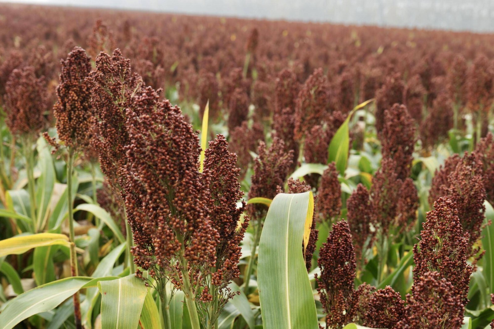 5000 Giant Red Sorghum Seeds for Planting (Wildlife Forage)