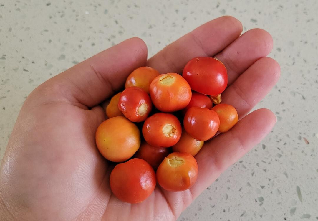 Litchi Tomato | 25 Seeds | Solanum Sisymbriifolium | Vila-Vila | Florida Garden