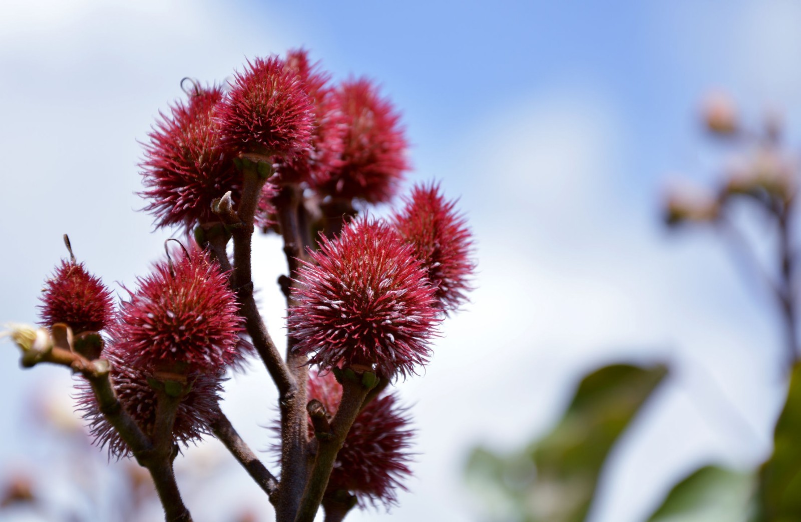 Lipstick Tree 20 Seeds Bixa orellana Tropical Container or Standard Pink Blooms