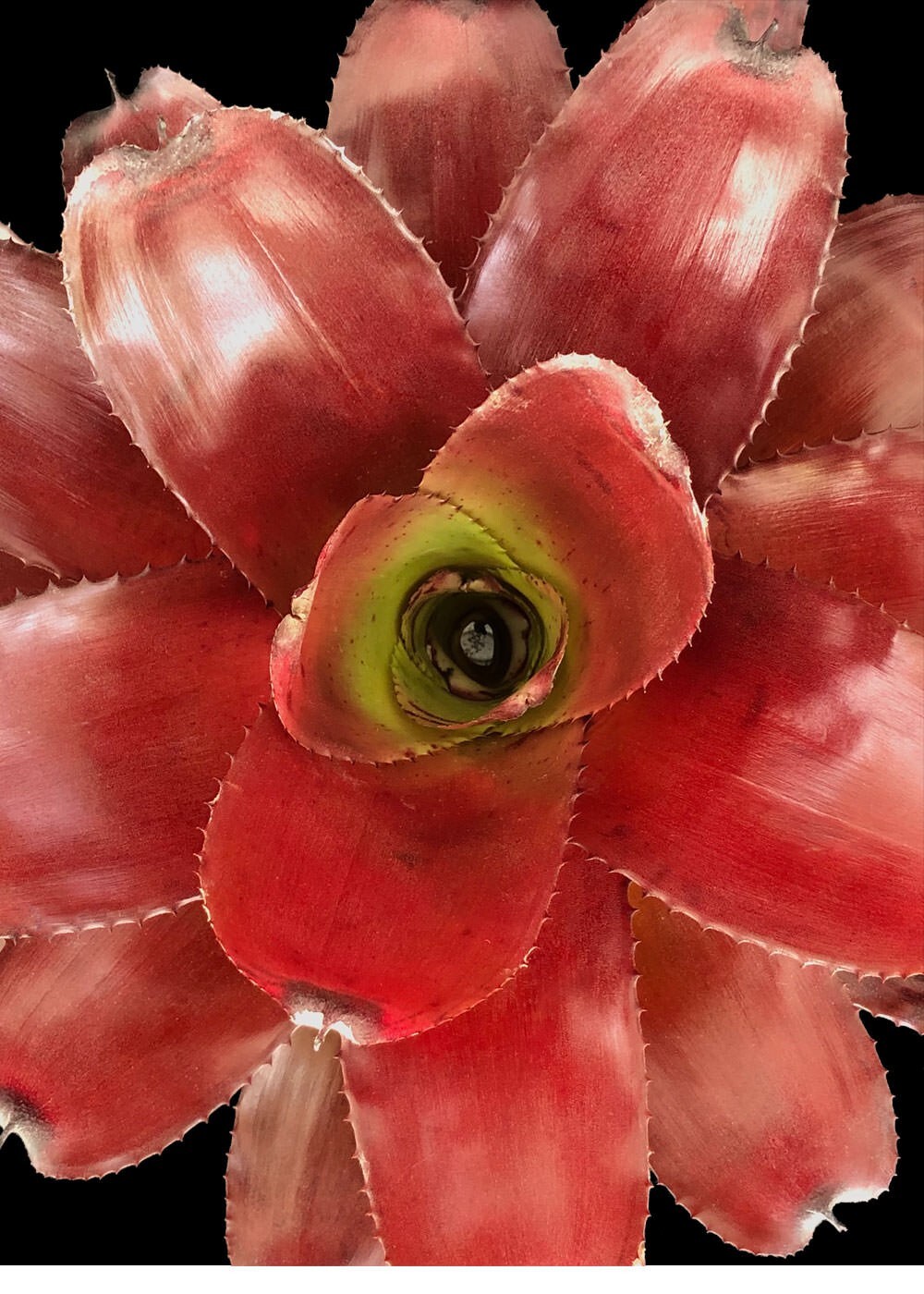 Bromeliad – Neoregelia Avalon 6″ pot – Live Plant