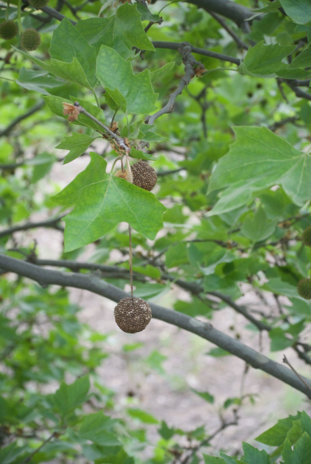 American Sycamore (Platanus occidentalis), 100 seeds