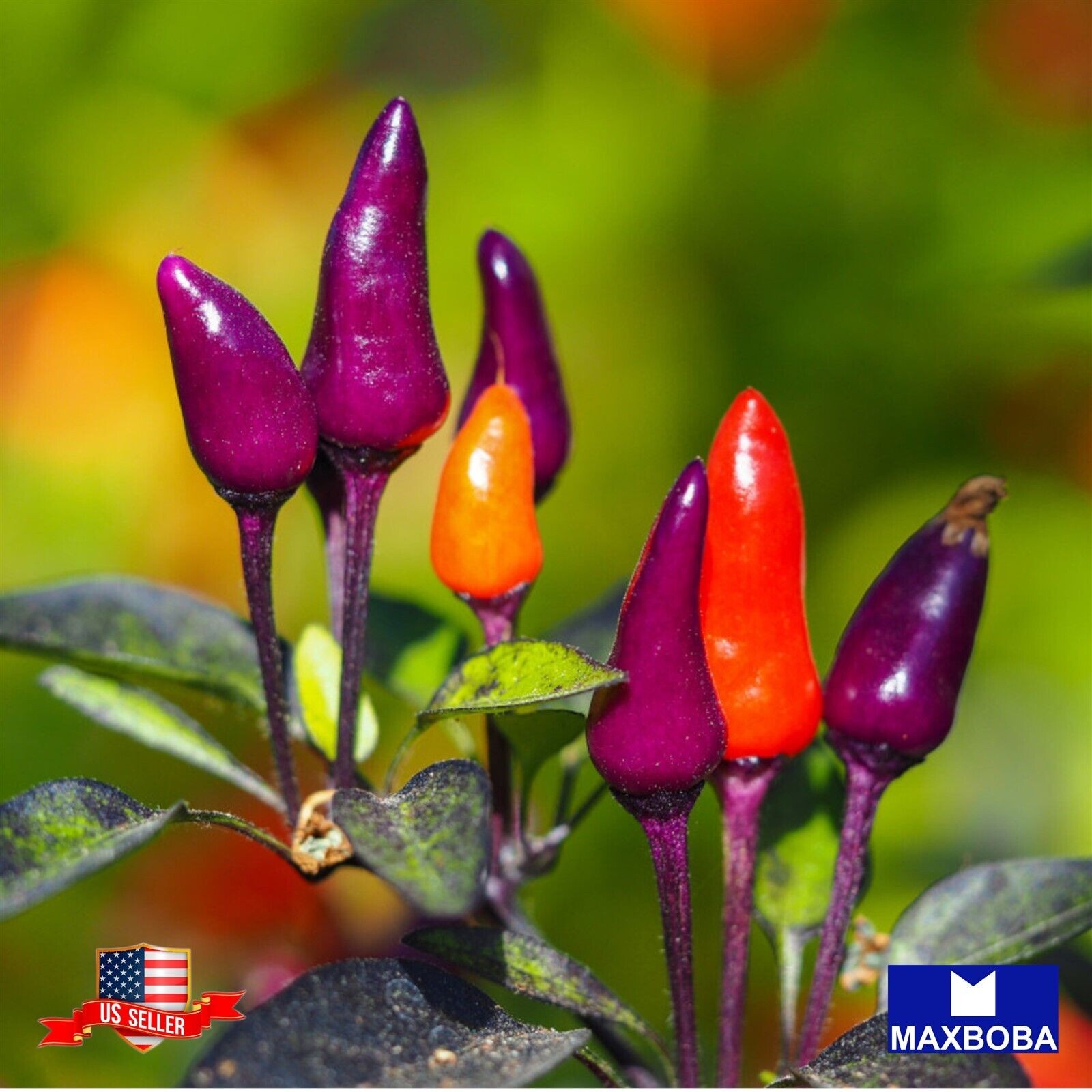 Pepper Fresh Seeds Hot Purple Tiger Non-GMO Heirloom Vegetable