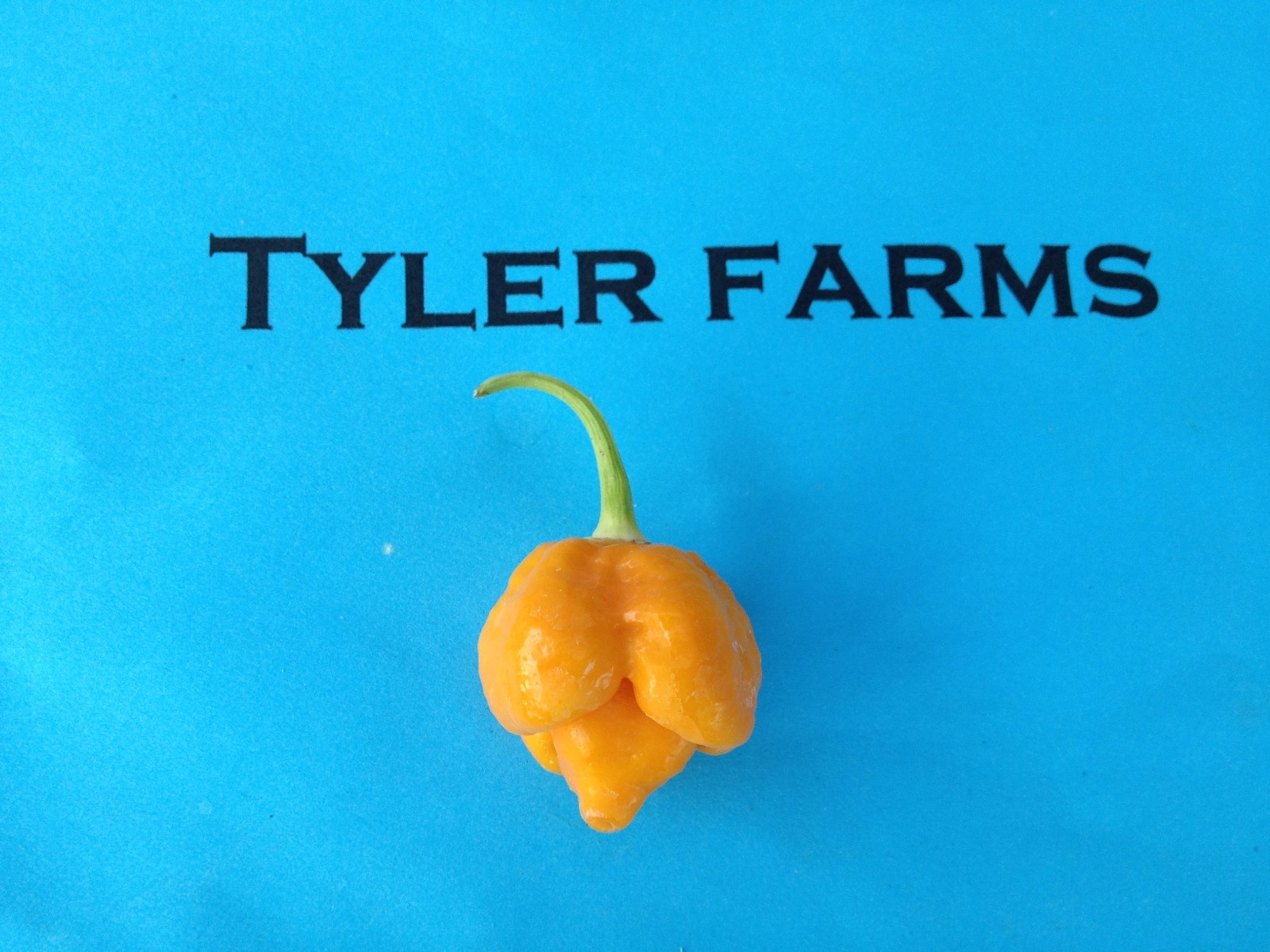 10+ Yellow Trinidad Moruga Scorpion Pepper seeds – Hot organic chile, chili