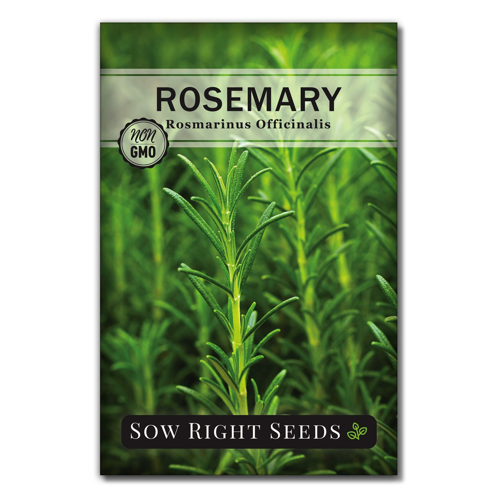 Sow Right Seeds Rosemary Seed for Planting NonGMO Heirloom Packet with Inst…