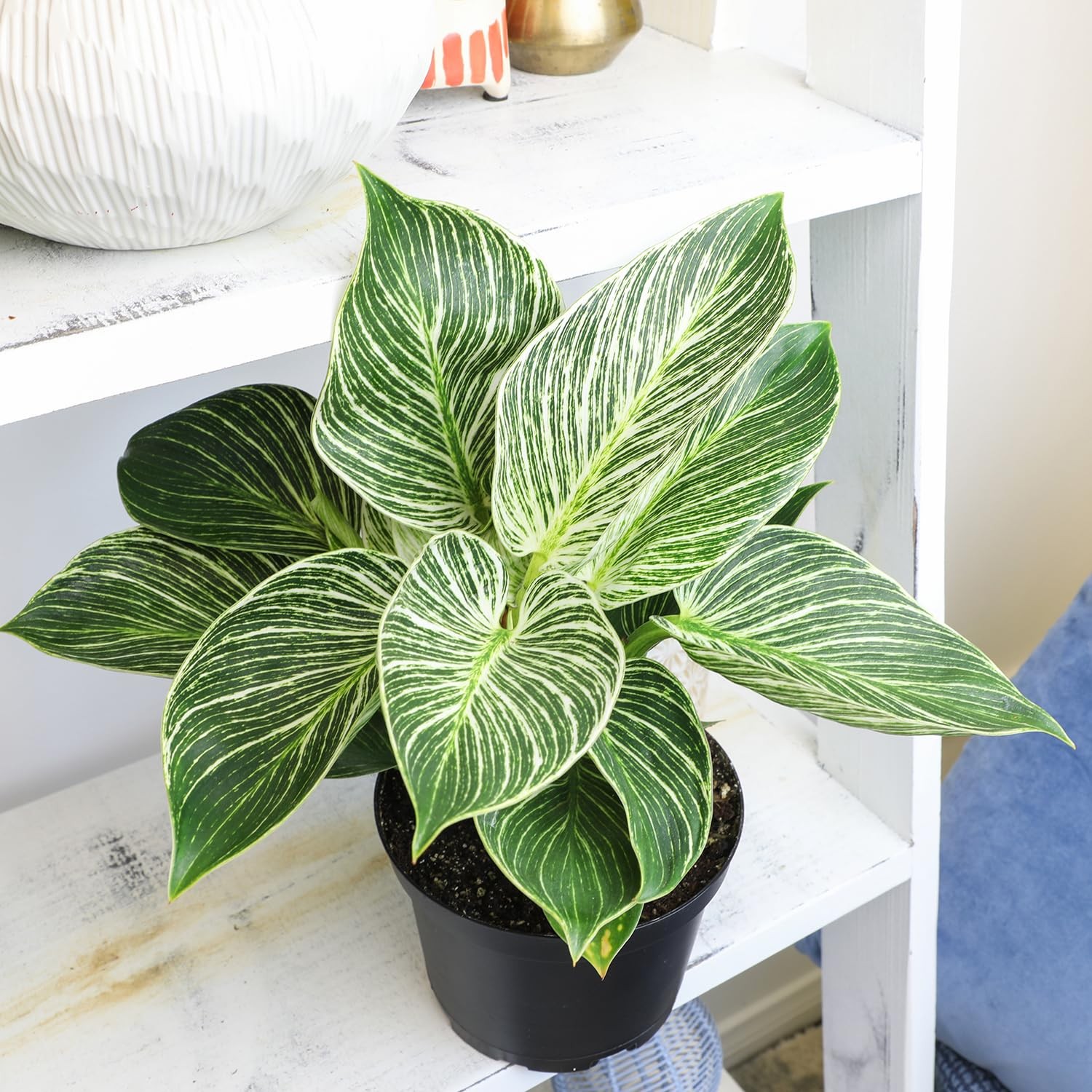 Variegated Philodendron Birkin Houseplant, Powerful Air Purifying Plant, Easy…