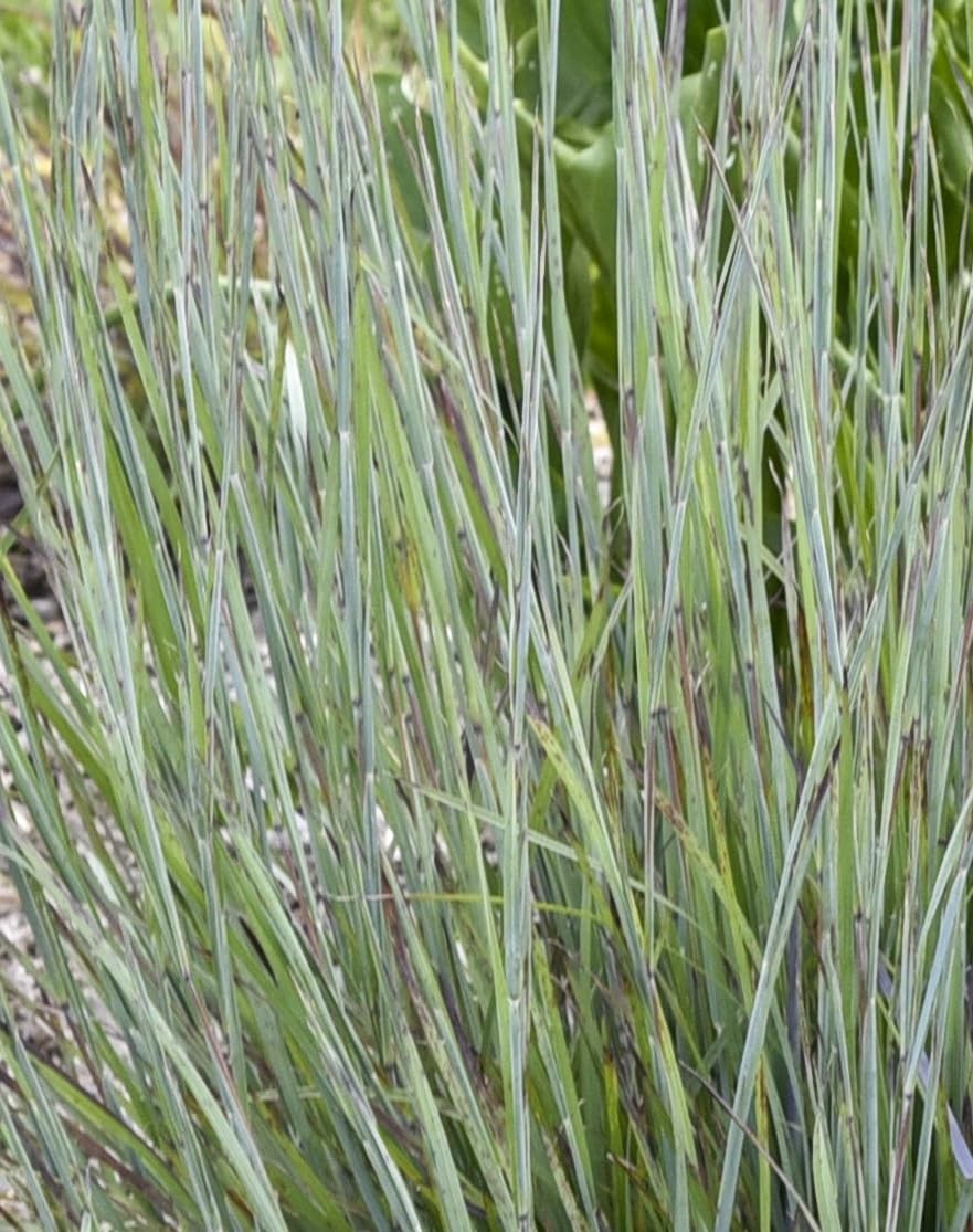 Live Plant from – Proven Winners, Schizachyrium scop. Prairie Winds® ‘Brush S…