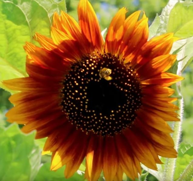 25 Autumn Beauty (helianthus annuus) Sunflower Seeds